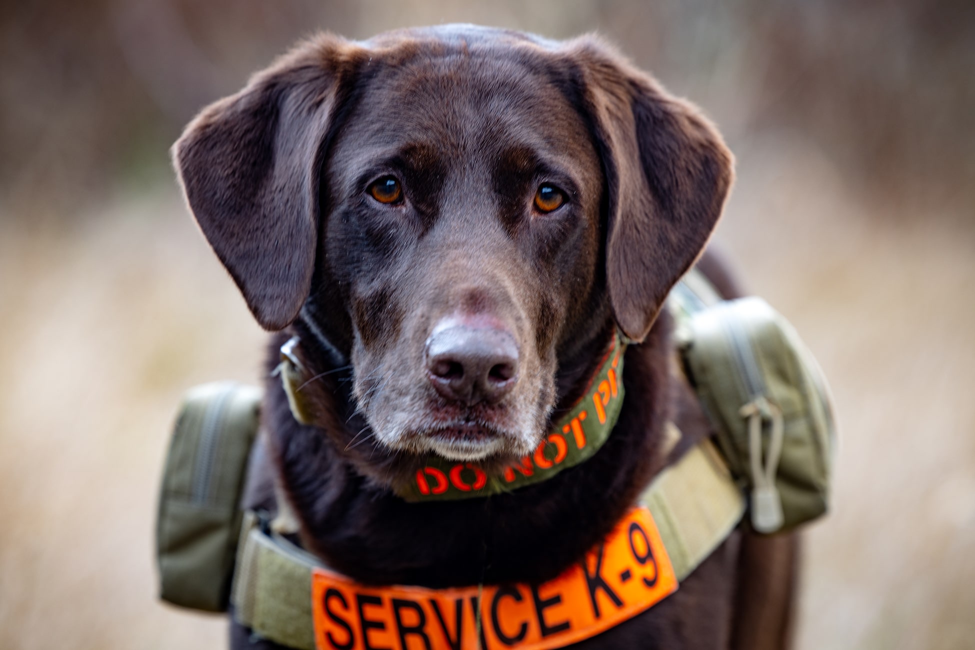 axe-the-service-dog-10