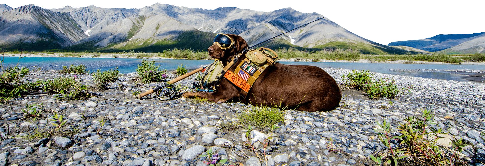 axe-the-service-dog-bg-4