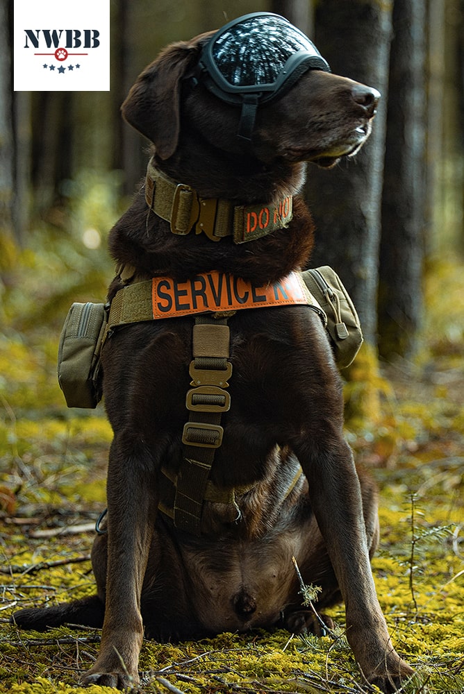 axe-the-service-dog-image-1-1