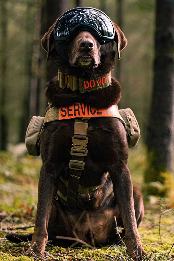 axe-the-service-dog-image-2